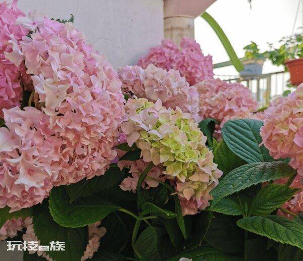 绣球只长叶子不开花是什么原因(绣球不开花到底怎么回事)-图片7